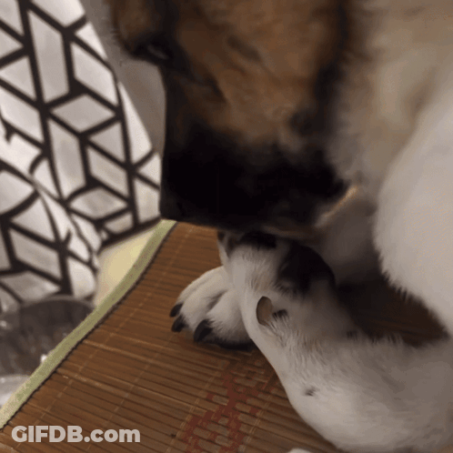 Close Up Of Dog Paw And Nose GIF