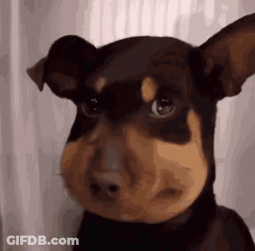 Close Up Of Dog's Face GIF