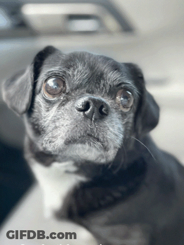 Close Up Of Dog's Face GIF