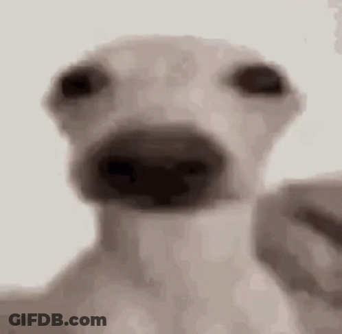 Close Up Of Dog's Face With Big Nose Looking At Camera GIF