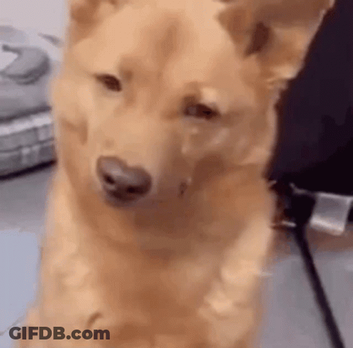 Close Up Of Dog Sitting And Looking At Camera GIF