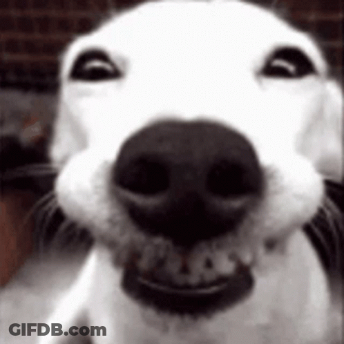 Close Up Of Dog Smiling GIF