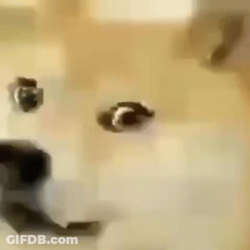 Close Up Of Dog Smiling At Camera GIF