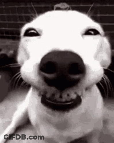 Close Up Of Dog Smiling Face GIF