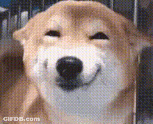 Close Up Of Dog Smiling With Eyes Closed GIF