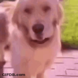 Close Up Of Dog Walking On Deck GIF