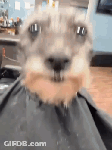 Close Up Of Dog With Beard GIF