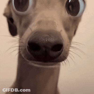Close Up Of Dog With Big Eyes GIF