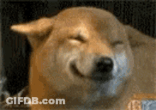 Close Up Of Dog With Eyes Closed GIF