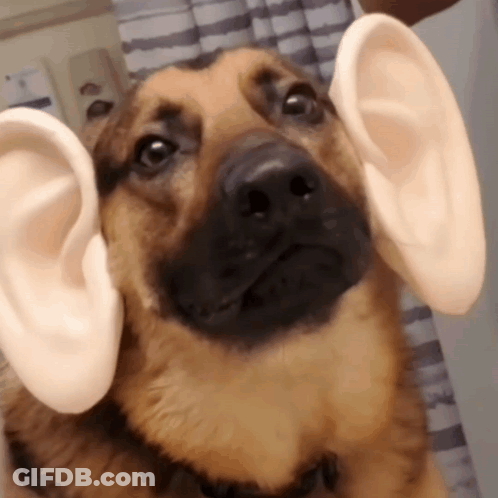 Close Up Of Dog With Large Ears GIF