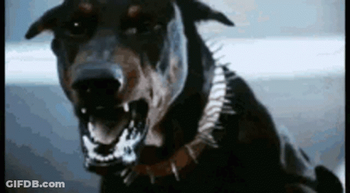 Close Up Of Dog With Open Mouth GIF