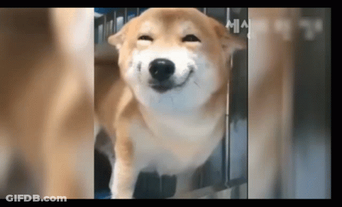 Close Up Of Dog With Smiling Face GIF