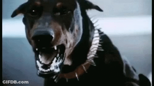 Close Up Of Dog With Spiked Collar GIF