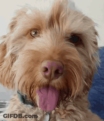 Close Up Of Dog With Tongue Out GIF