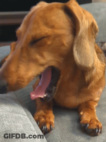 Close Up Of Dog Yawning GIF