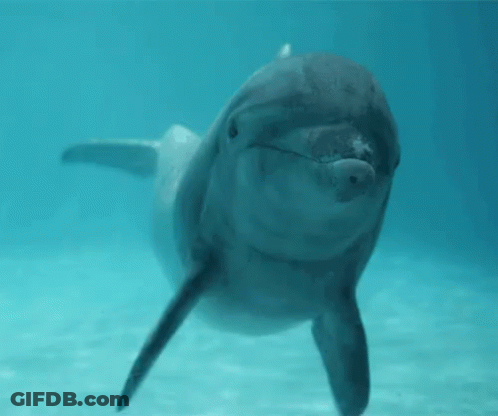 Close Up Of Dolphin Swimming In Ocean GIF