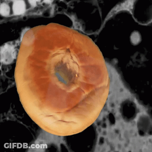 Close Up Of Doughnut With Hole GIF
