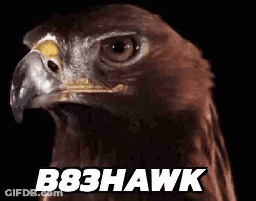Close Up Of Eagle Face B83 Hawk GIF