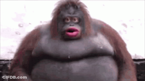 Close Up Of Fat Monkey With Pink Lips GIF