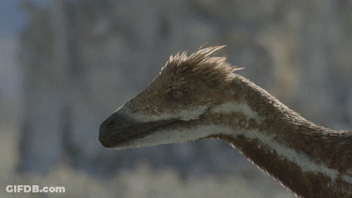 Close Up Of Feathered Animal Head And Neck GIF