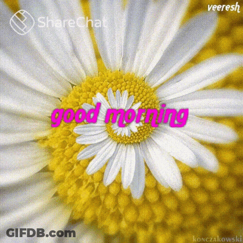 Close Up Of Flower Saying Good Morning GIF