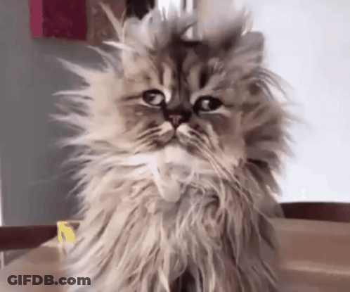 Close Up Of Fluffy Cat Face GIF