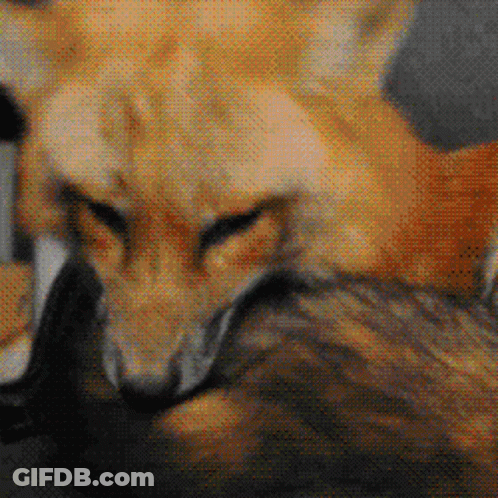Close Up Of Fox And Cat Looking At Camera GIF
