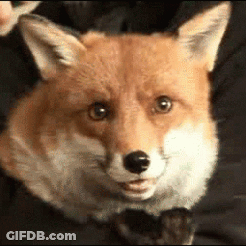 Close Up Of Fox Face On Black Background GIF