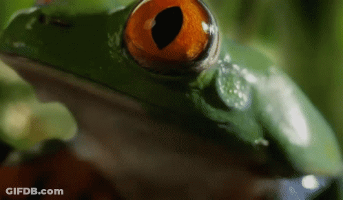 Close Up Of Frog Orange Eye GIF