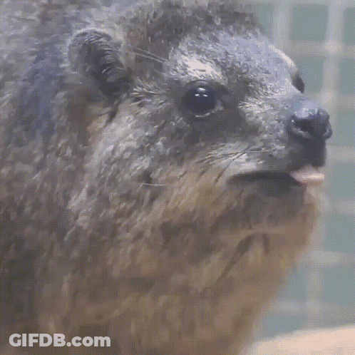 Close Up Of Furry Animal With Tongue Out GIF