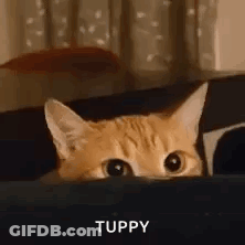 Close Up Of Girl's Face GIF