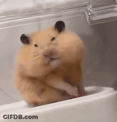 Close Up Of Hamster On Counter GIF