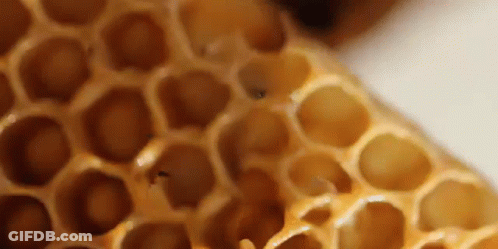 Close Up Of Honeycomb With Bee GIF