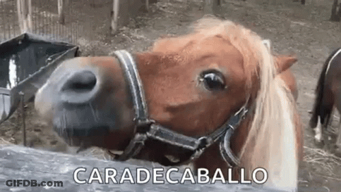 Close Up Of Horse Face Caradecaballo GIF