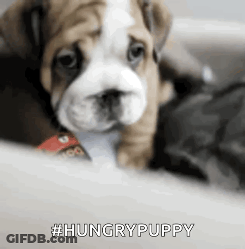 Close Up Of Hungry Puppy GIF