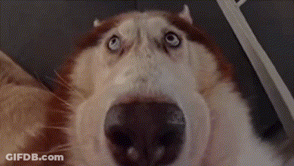 Close Up Of Husky Dog Looking At Camera GIF