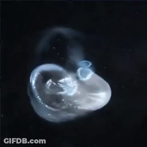 Close Up Of Jellyfish On Black Background GIF