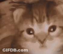 Close Up Of Kitten Face GIF