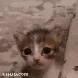 Close Up Of Kitten Face With Cloudy Background GIF