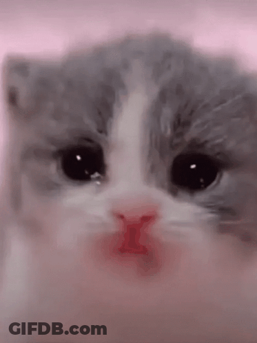 Close Up Of Kitten Face With Pink Nose GIF