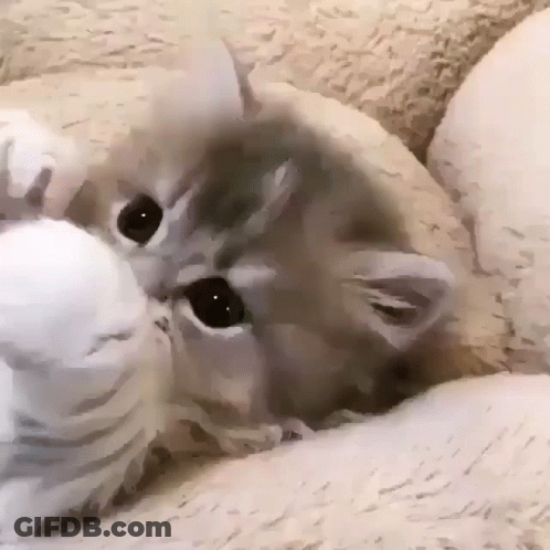 Close Up Of Kitten Laying On Back In Bed GIF