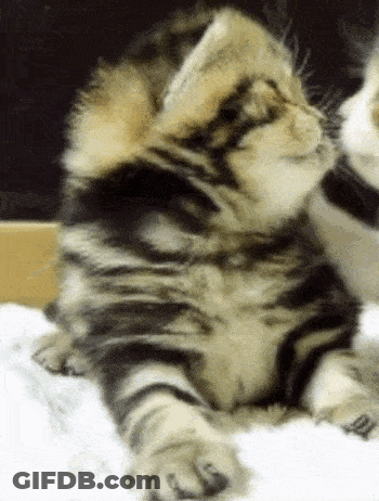 Close Up Of Kitten Laying On White Blanket GIF