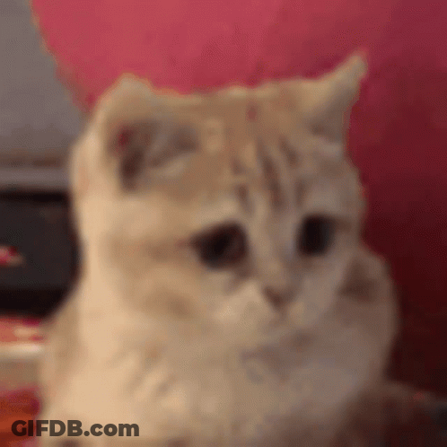 Close Up Of Kitten On Pink Couch GIF