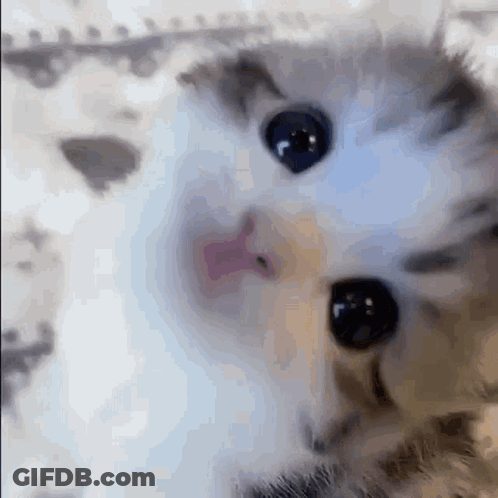 Close Up Of Kitten's Eyes GIF
