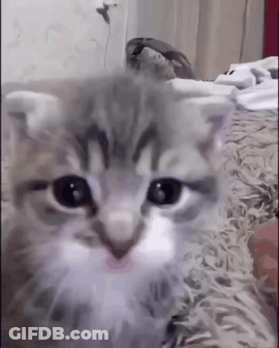 Close Up Of Kitten's Face GIF