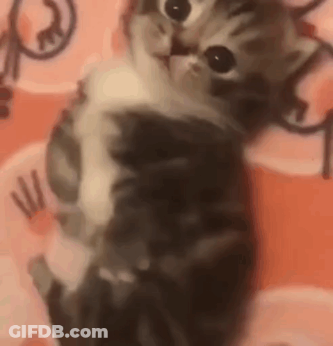 Close Up Of Kitten Sitting On Bed GIF