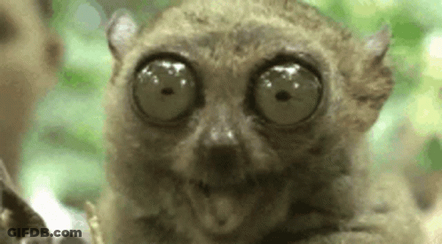 Close Up Of Lemur With Big Eyes GIF