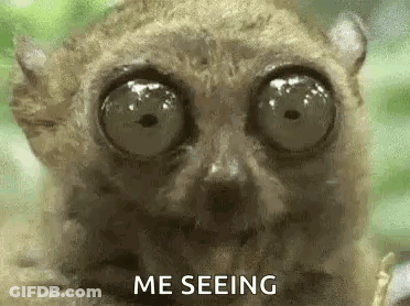 Close Up Of Lemur With Big Eyes Saying Me Seeing GIF