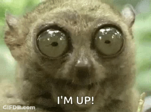 Close Up Of Lemur With Big Eyes GIF