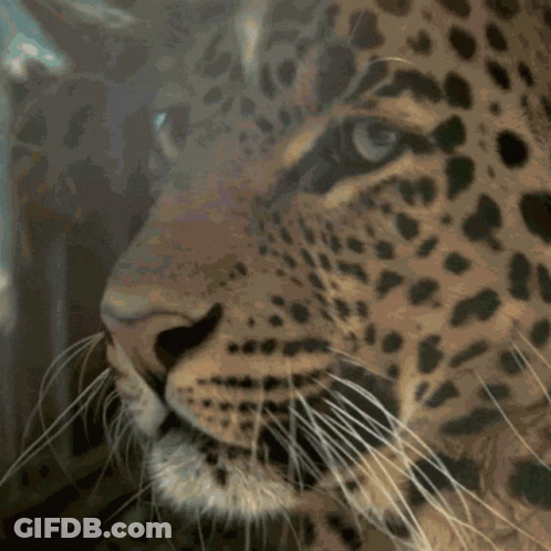 Close Up Of Leopard Face GIF